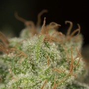 Schnell Lemon Tree Fast Fast-Cannabispflanze