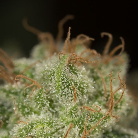 Schnell Lemon Tree Fast Fast-Cannabispflanze