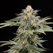 Schnell Lemon Tree Fast Fast-Cannabispflanze