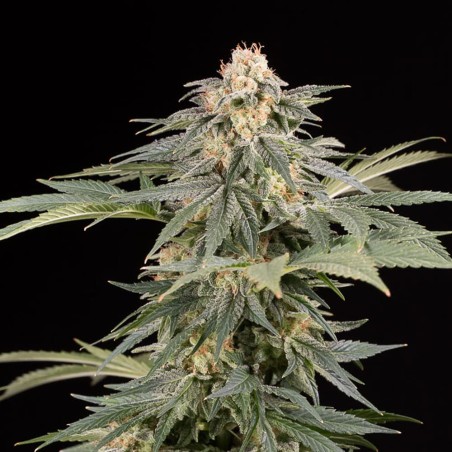 Schnell Lemon Tree Fast Fast-Cannabispflanze
