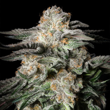 Mint Candy – Silent Seeds
