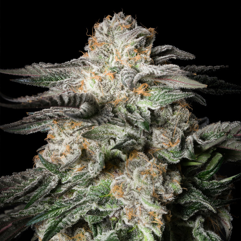 Mint Candy - 10 Samen