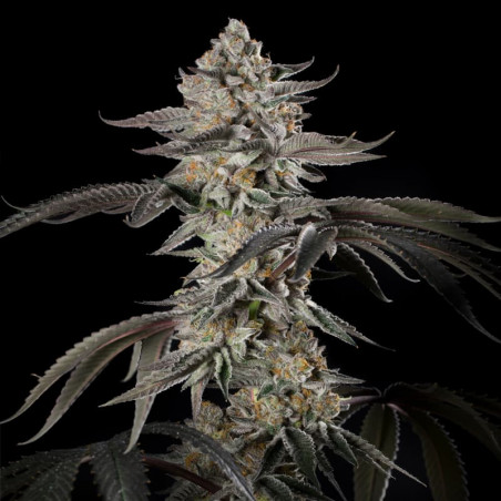 Cherry Essence  Silent Seeds