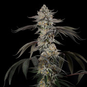 Cherry Essence  Silent Seeds