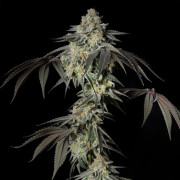 Mint Candy – Silent Seeds