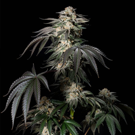 Mint Candy – Silent Seeds