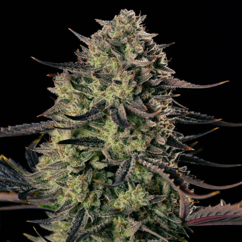 Alien Gas XXL AUTO - 10 Samen