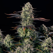 Alien Gas AUTO – Silent Seeds
