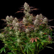 Alien Gas AUTO – Silent Seeds