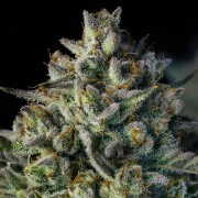 MAC Dawg AUTO – Silent Seeds