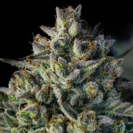 MAC Dawg AUTO – Silent Seeds