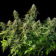 MAC Dawg AUTO – Silent Seeds