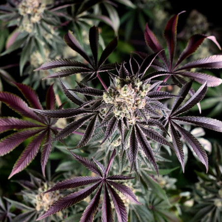 Cannabissamen B-45 BOOBA, feminisiert
