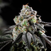 Cannabissamen B-45 BOOBA, feminisiert