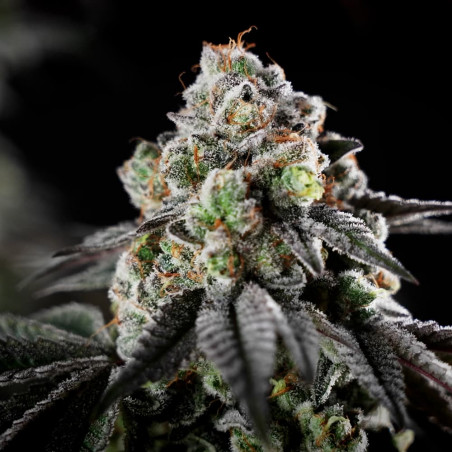 Cannabissamen B-45 BOOBA, feminisiert