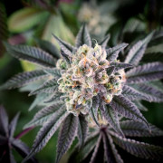 Cannabissamen B-45 BOOBA, feminisiert