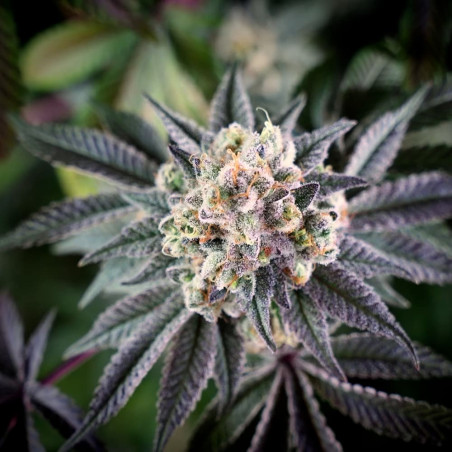 Cannabissamen B-45 BOOBA, feminisiert