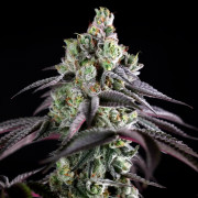 Cannabissamen B-45 BOOBA, feminisiert