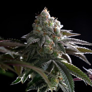 Cannabissamen B-45 BOOBA, feminisiert