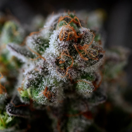 Cannabissamen B-45 BOOBA, feminisiert