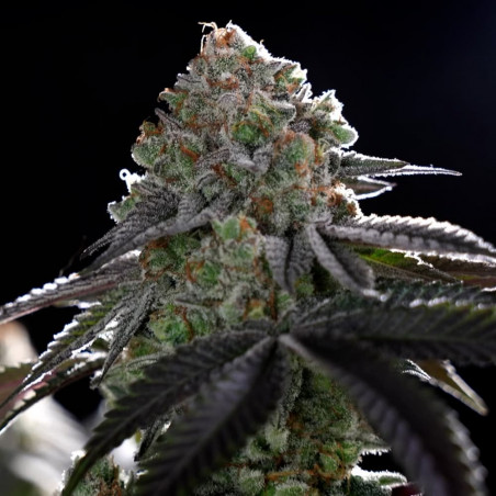 Cannabissamen B-45 BOOBA, feminisiert