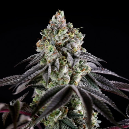 Cannabissamen B-45 BOOBA, feminisiert