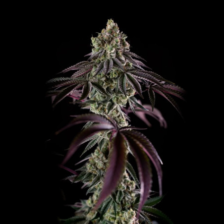 Cannabissamen B-45 BOOBA, feminisiert