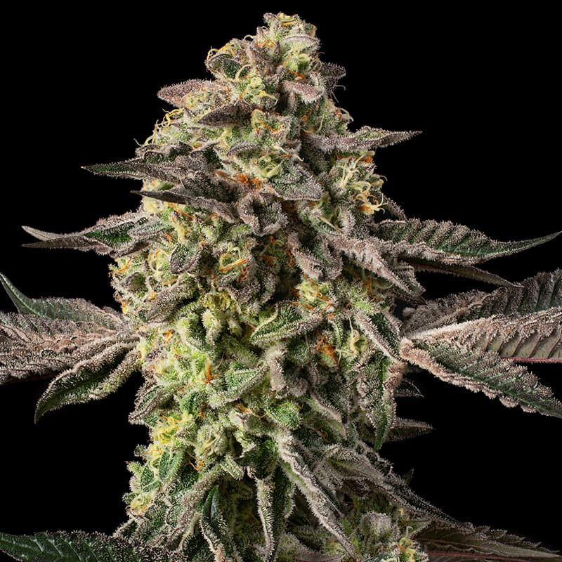 Sugar Rock von Cookies  – 5 Samen