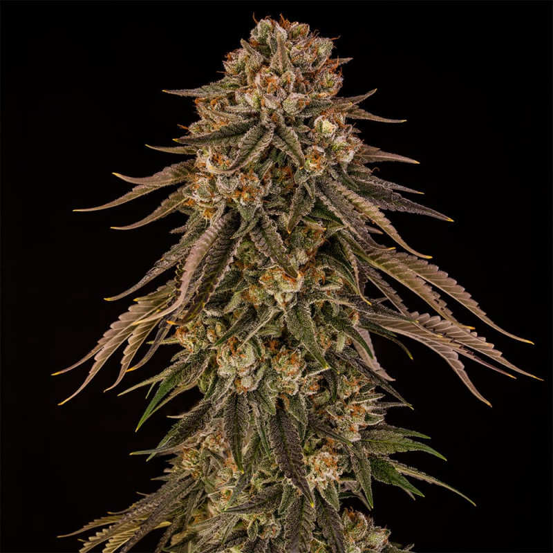 Tropical Velvet Fast CBD - 3 Samen