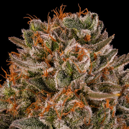 Tropical Velvet Fast CBD