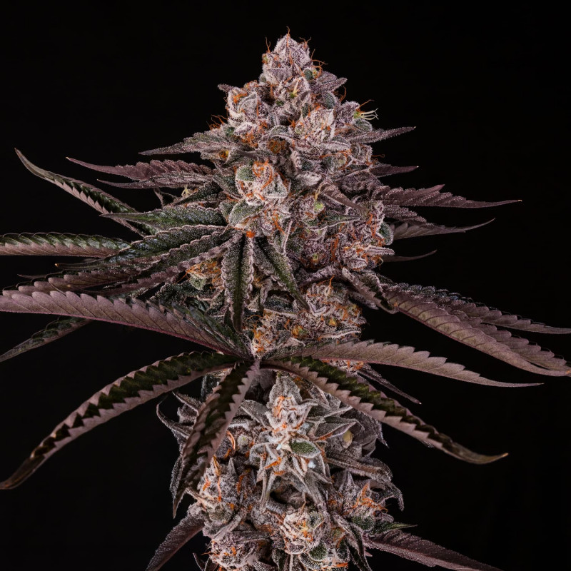 Jamaican Sunset by Julian Marley - 3 Samen
