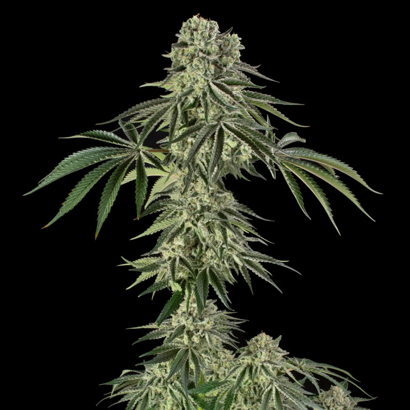 Jamaican Mountain by Julian Marley - 3 Samen