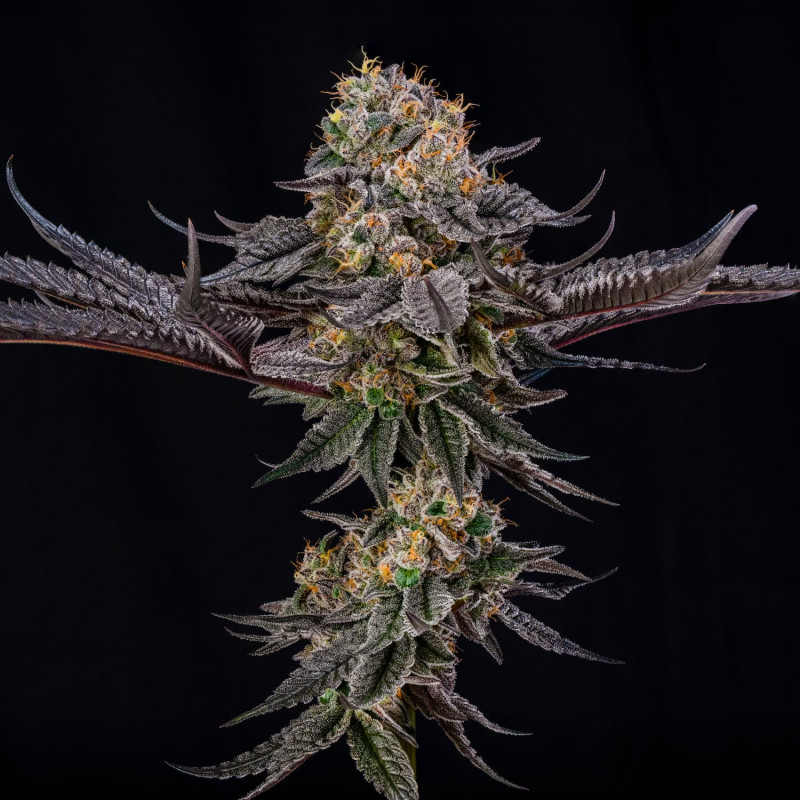 King of Kings by Julian Marley - 3 Samen