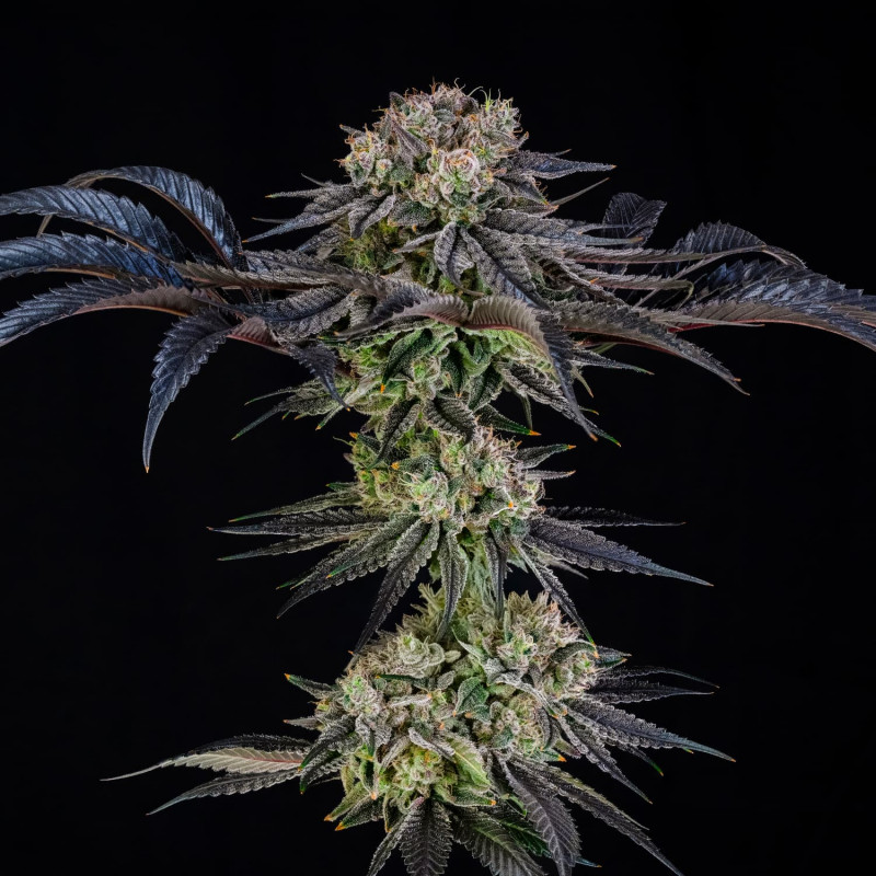 Julian Marley Special „ by Julian Marley  “ – 3 Samen