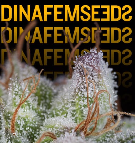 Dinafem-Samen