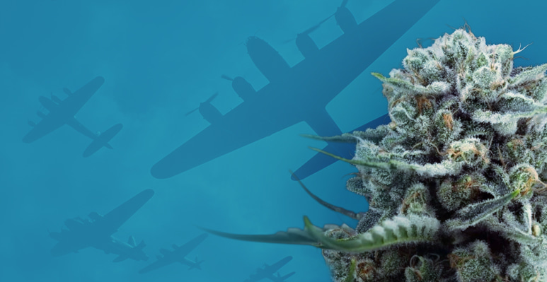 Cannabissamen in Zusammenarbeit