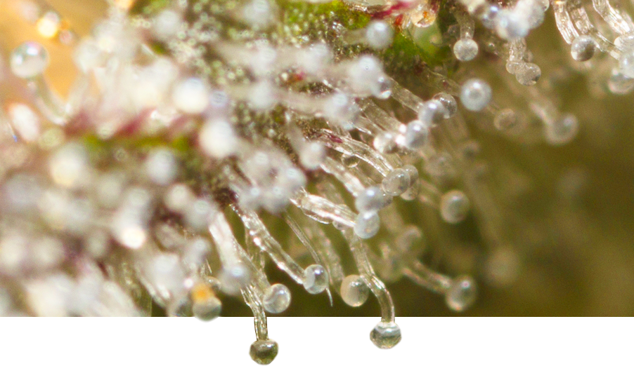 Cannabissamen der Marke Dinafem